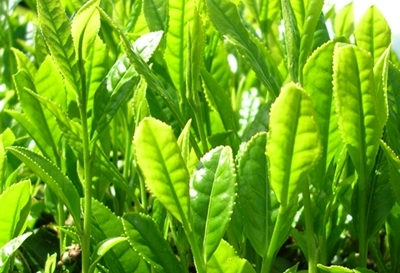 茶畑屋 大芳産業 「やぶきた」は、現在の静岡市出身の杉山彦三郎翁によって明治から昭和の初めにかけて選抜された品種であり、現在日本全国で栽培される日本茶の8割近くを占める品種です。